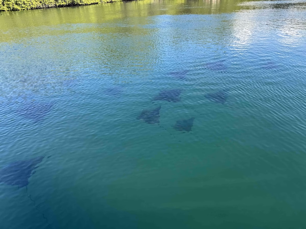 Stingrays in shallow water