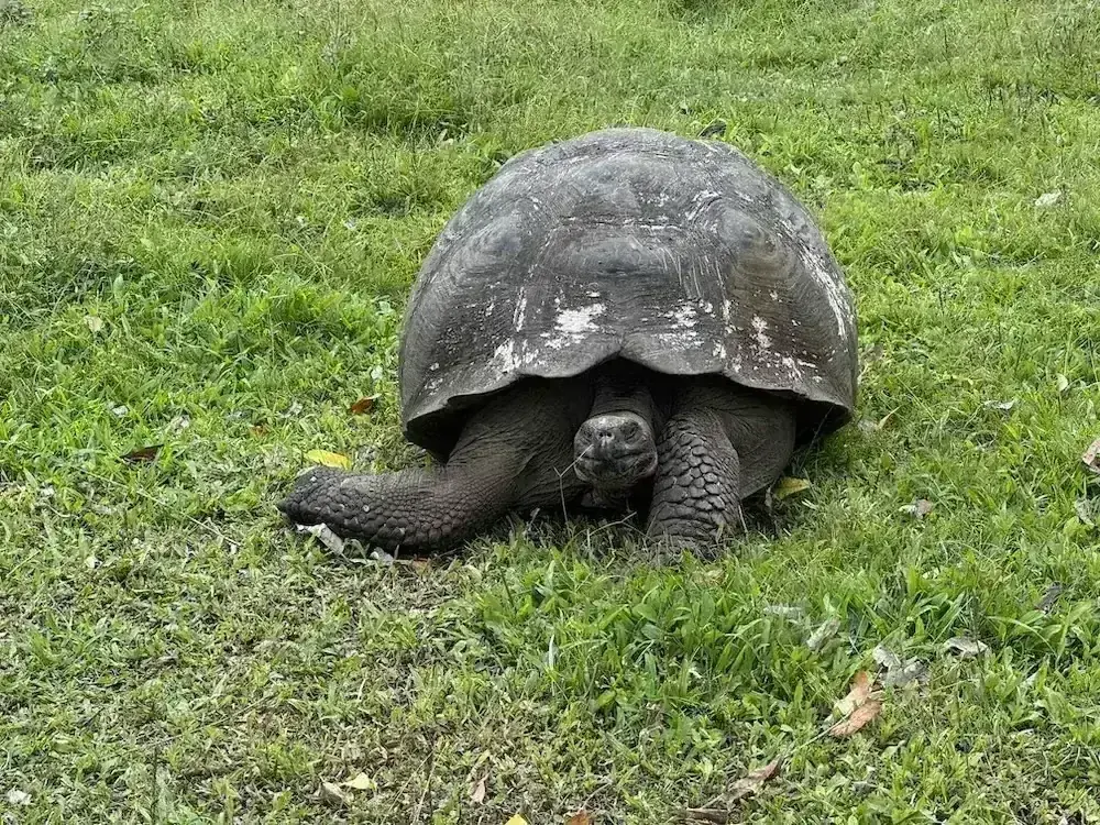 Galápagos giant tortoise