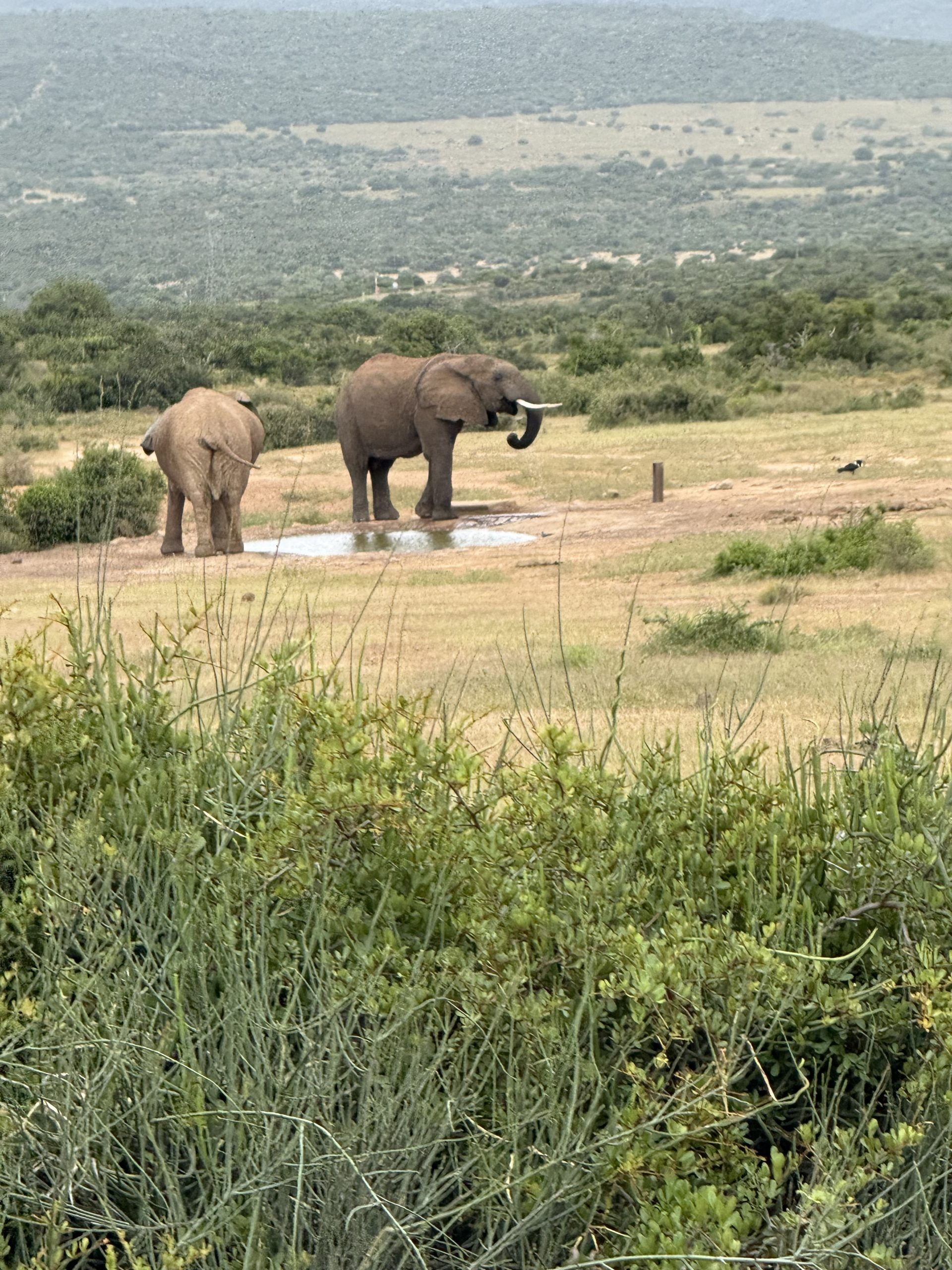 African elephants in late afternoon light