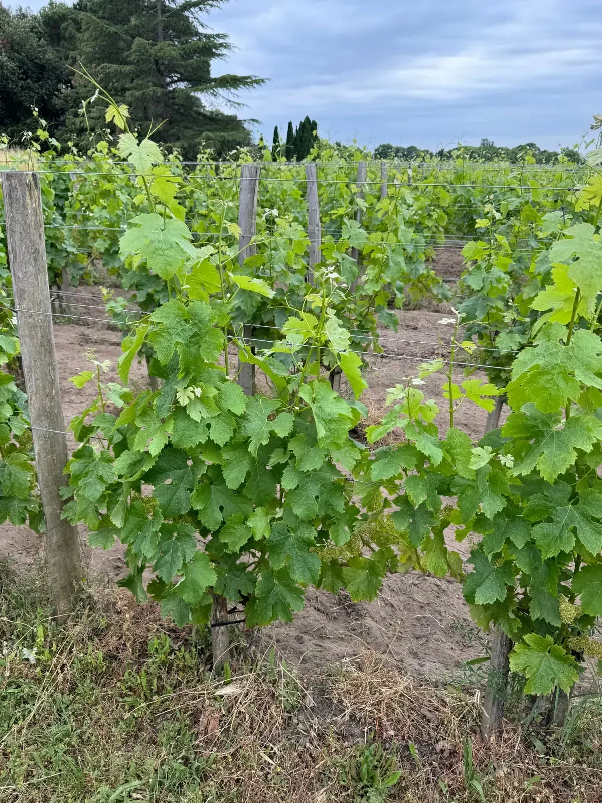 A vertical tasting of Pomerol wines at a family château