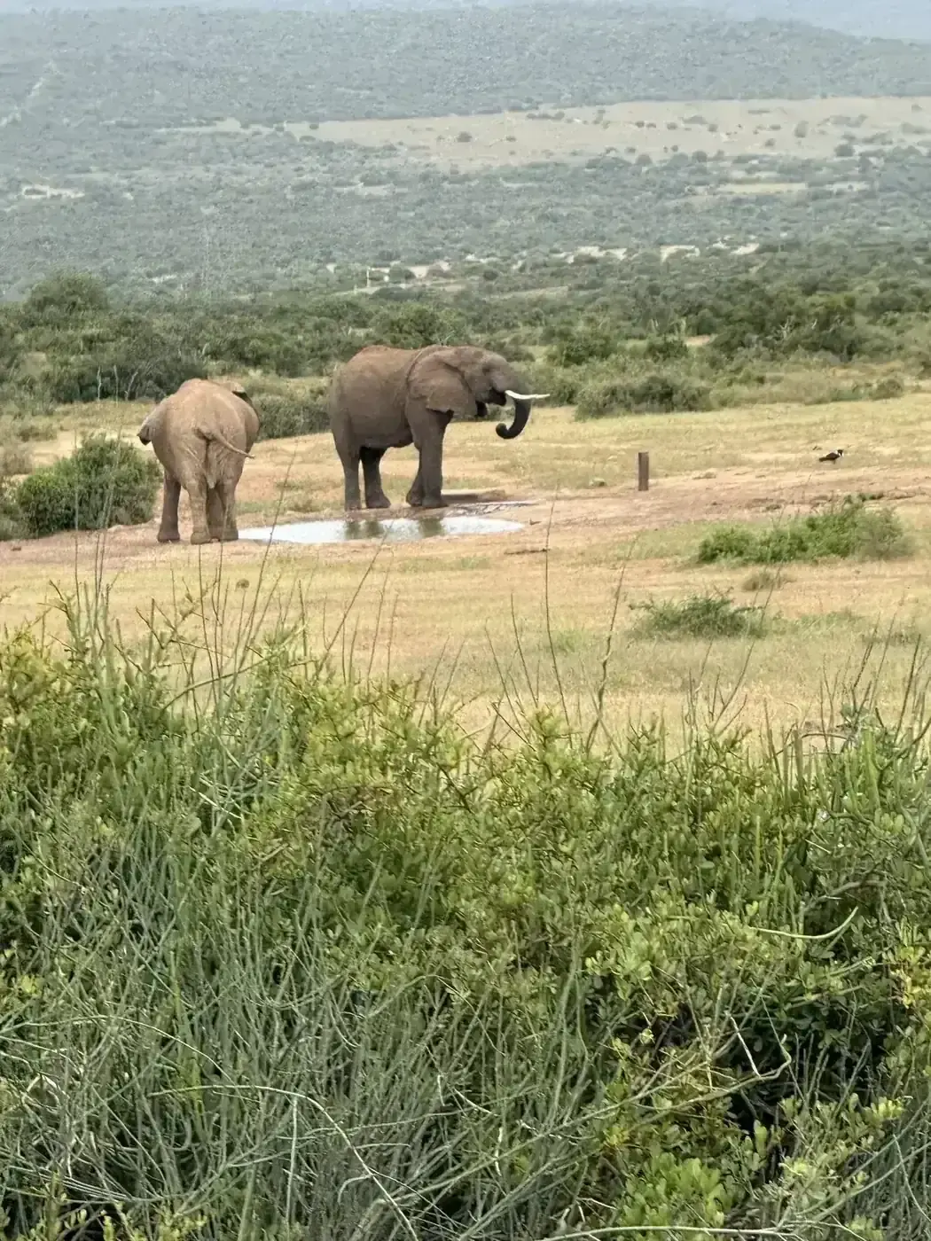 African elephants in golden light