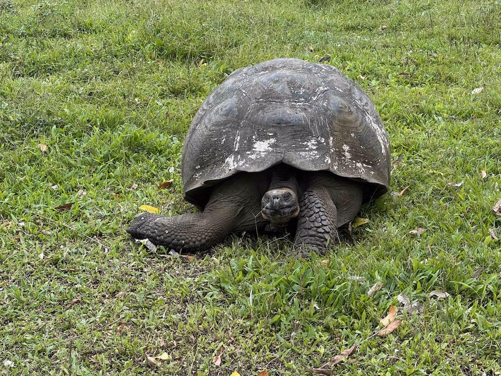 Galápagos giant tortoise