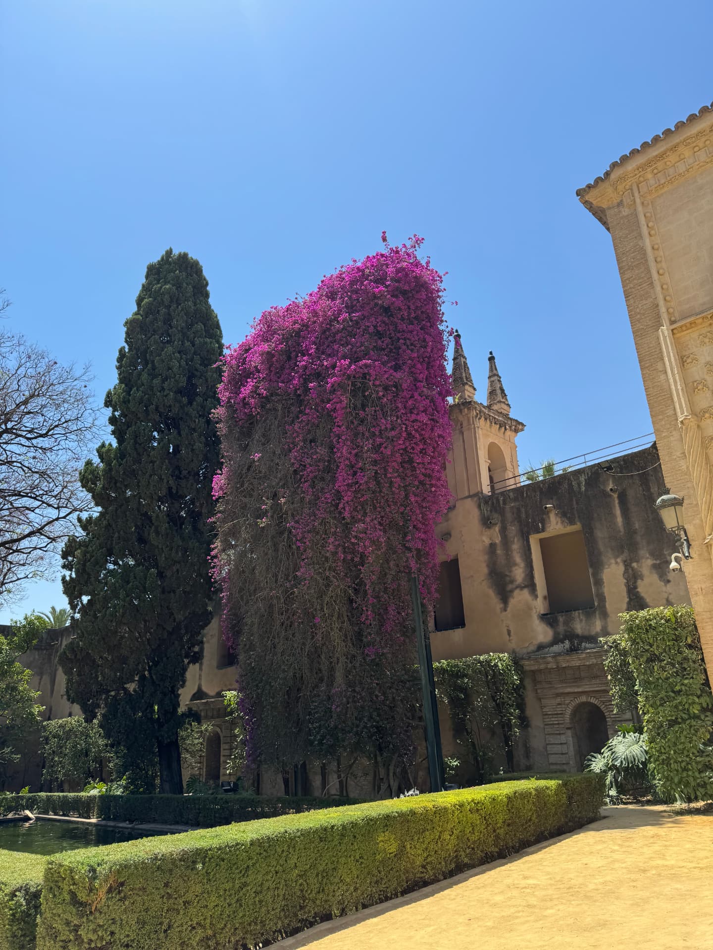 A flowering tree and clipped hedges in the Alcázar gardens, Seville