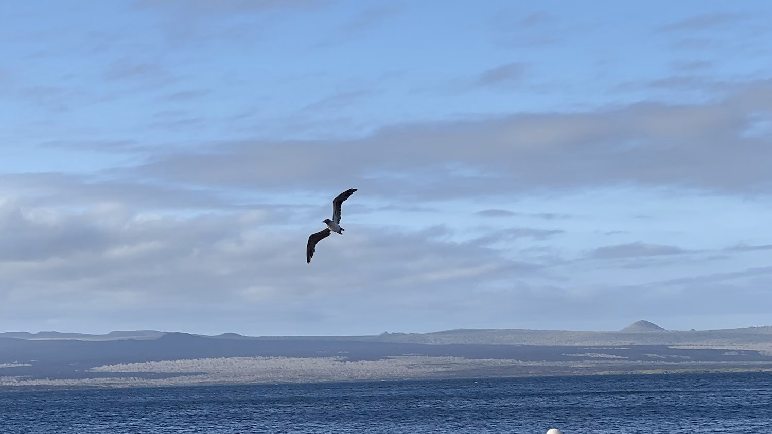 Nazca booby on volcanic rock