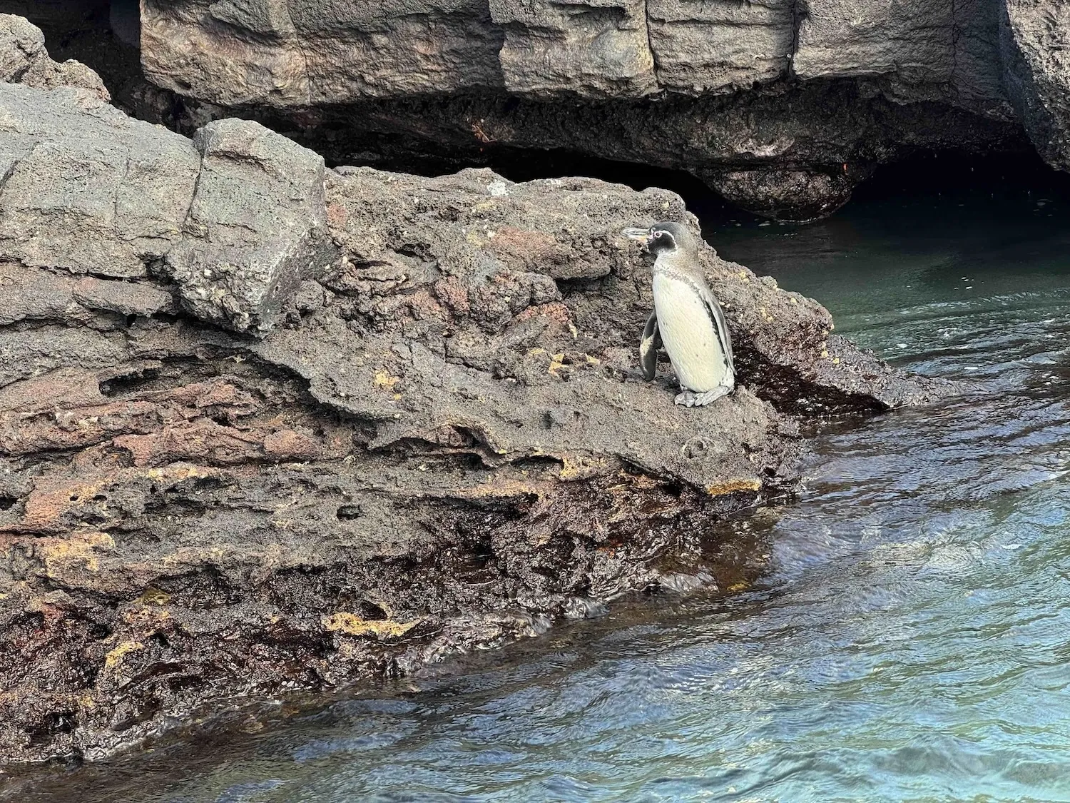 Galápagos penguin on lava