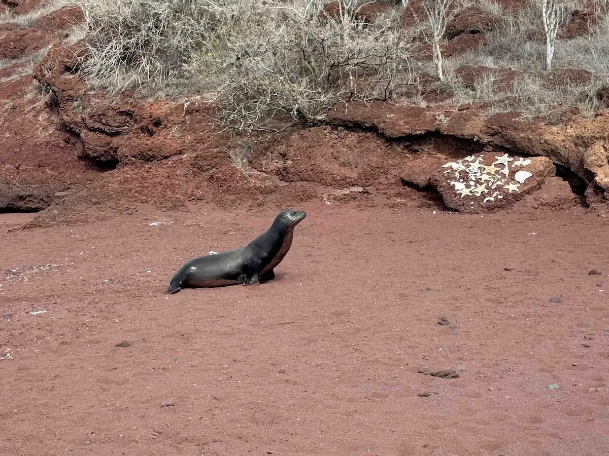 Galápagos sea lion on a beach