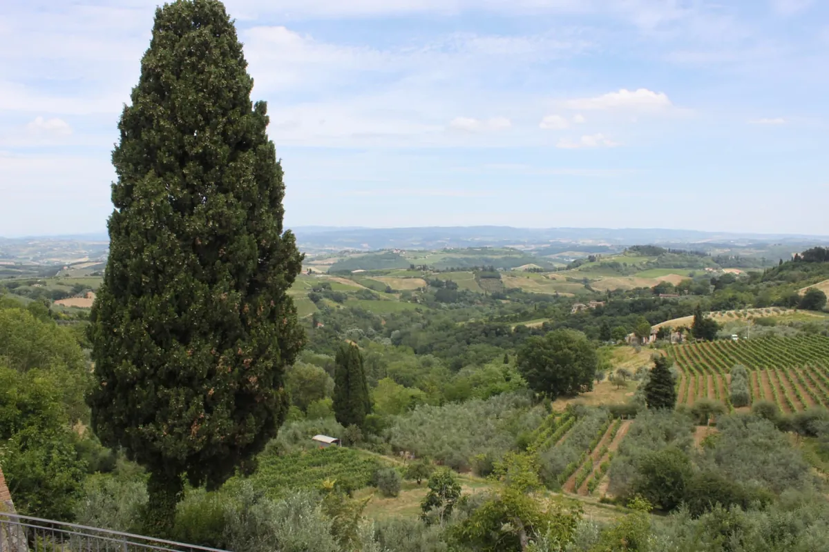 Cypress trees above Tuscan vineyards