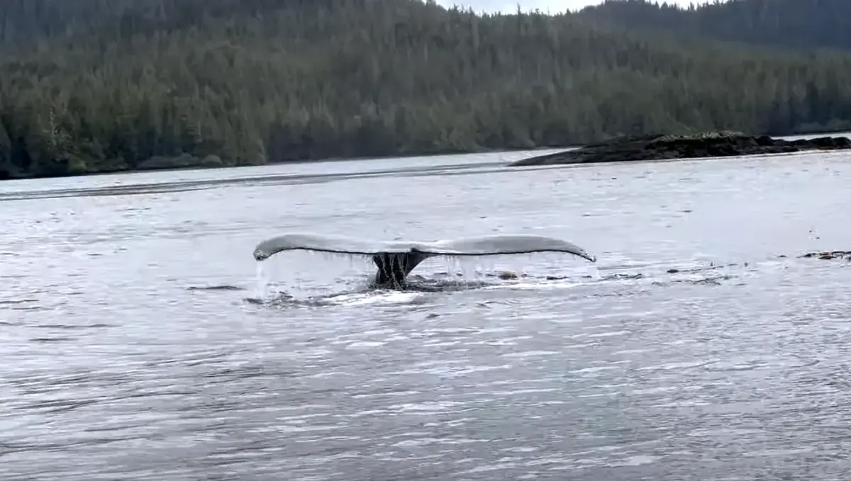 A humpback whale fluke lifting out of the water in a forested Alaskan inlet
