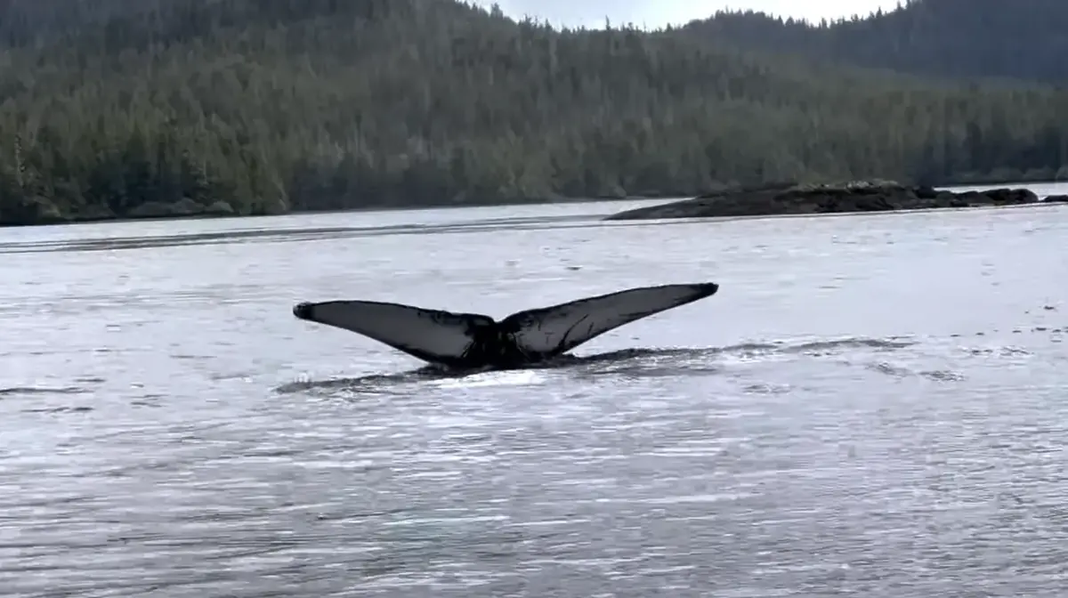 A humpback whale tail streaming water as it dives near a kelp bed in Alaska